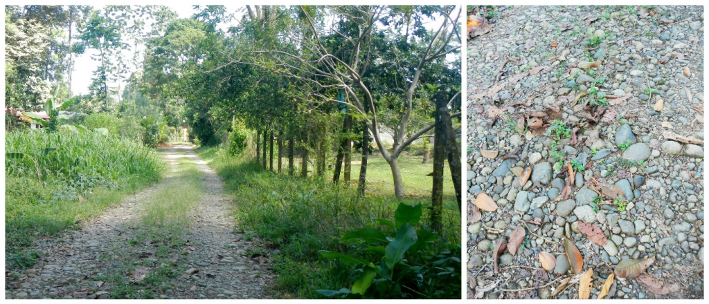 Left: Bushes I fell in are on the left (opposed to the barbed wire fence on the right). Right: the condition of the local roads