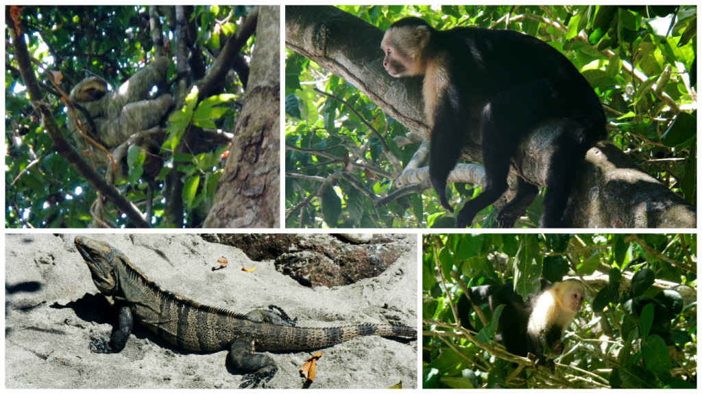 manuel antonio animals