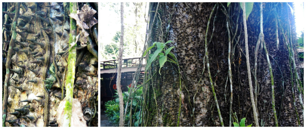 Each spike/thorn is at least an inch and a half. The trunk is so huge I don't think 2 of my wingspans would get close to being able to hug it.