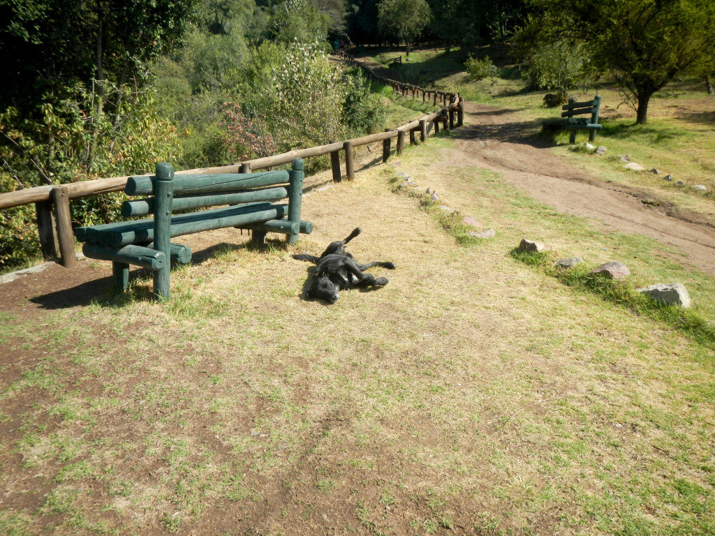 This guy followed us down the botanical garden in the metropolitan park of Santiago.