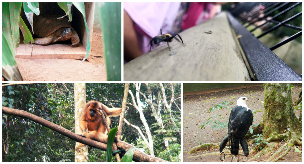 Top left, clockwise: tortoise, GIANT ant (4 cm?), hawk that is being rehabilitated, another howler - this guy lives in the forest with no fence or cage but has been living among humans ever since he was a baby and stays because he doesn't know how to live in the wild.