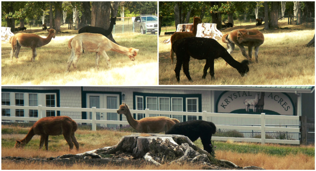 The Alpaca farm consisted of views of the alpacas grazing and an alpaca product gift shop.