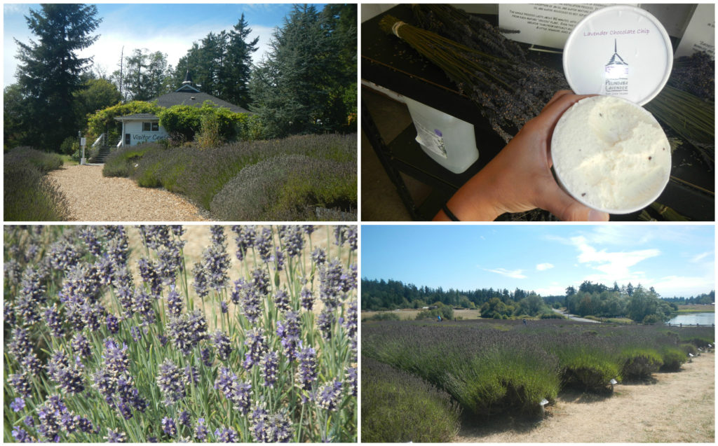 lavender-farm