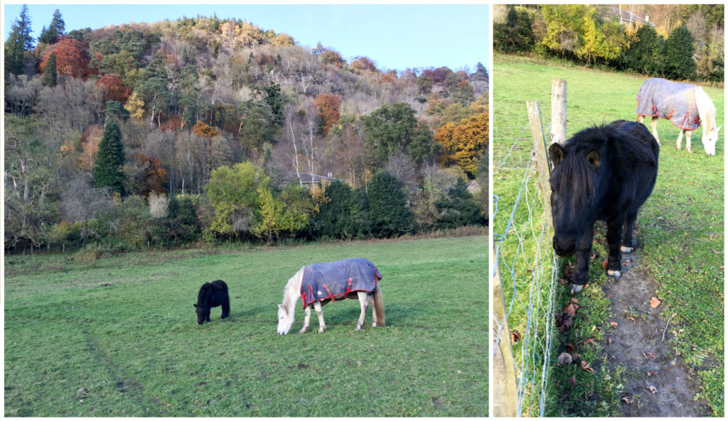 Shetland pony (black) next to a horse in a jacket, for scale.